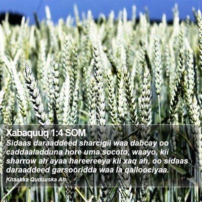 Xabaquuq 1:4 SOM Bible Verse Image