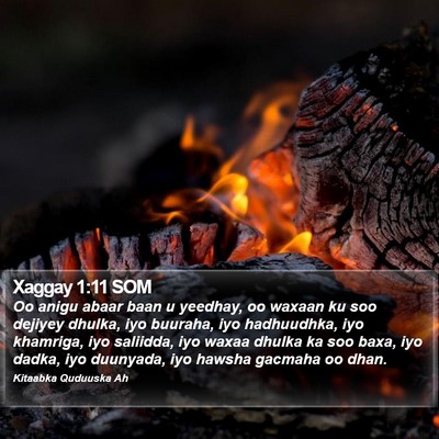 Xaggay 1:11 SOM Bible Verse Image