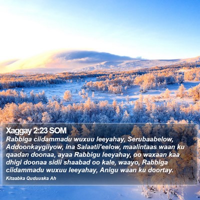 Xaggay 2:23 SOM Bible Verse Image