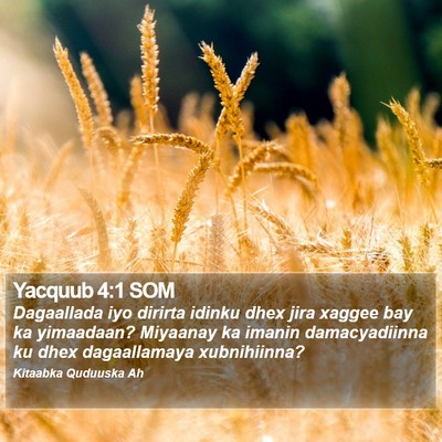 Yacquub 4:1 SOM Bible Verse Image