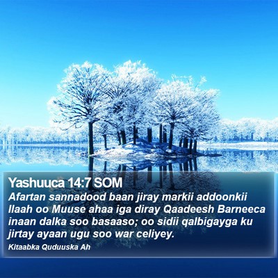 Yashuuca 14:7 SOM Bible Verse Image