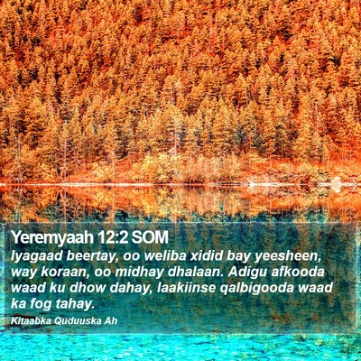 Yeremyaah 12:2 SOM Bible Verse Image