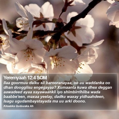 Yeremyaah 12:4 SOM Bible Verse Image