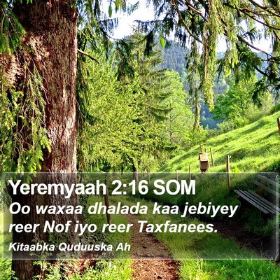 Yeremyaah 2:16 SOM Bible Verse Image