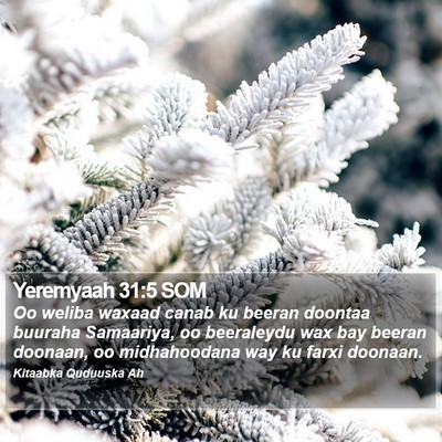Yeremyaah 31:5 SOM Bible Verse Image