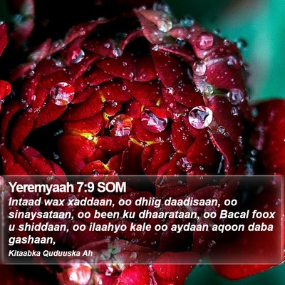 Yeremyaah 7:9 SOM Bible Verse Image