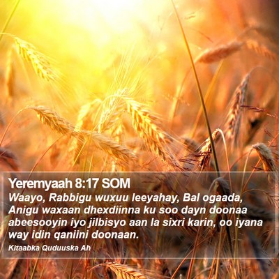 Yeremyaah 8:17 SOM Bible Verse Image