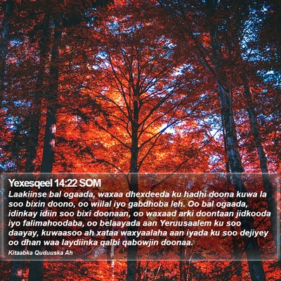 Yexesqeel 14:22 SOM Bible Verse Image