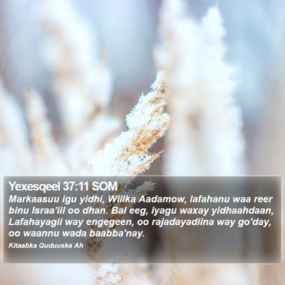 Yexesqeel 37:11 SOM Bible Verse Image