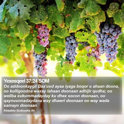 Yexesqeel 37:24 SOM Bible Verse Image