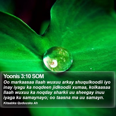 Yoonis 3:10 SOM Bible Verse Image