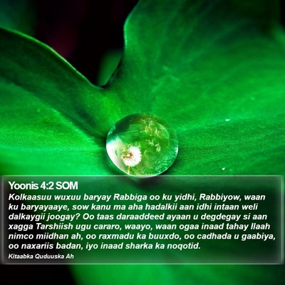 Yoonis 4:2 SOM Bible Verse Image