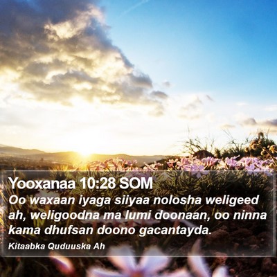 Yooxanaa 10:28 SOM Bible Verse Image