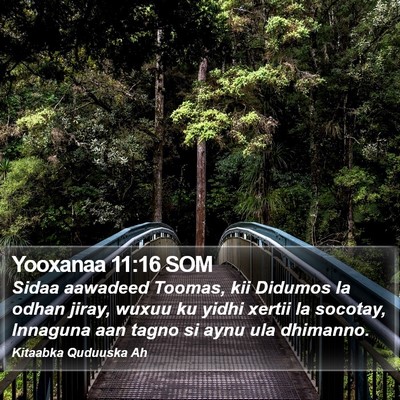Yooxanaa 11:16 SOM Bible Verse Image