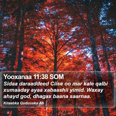 Yooxanaa 11:38 SOM Bible Verse Image
