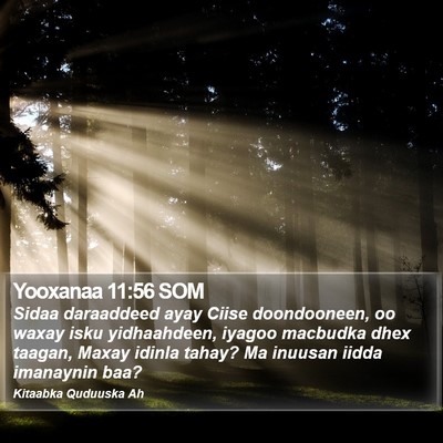 Yooxanaa 11:56 SOM Bible Verse Image