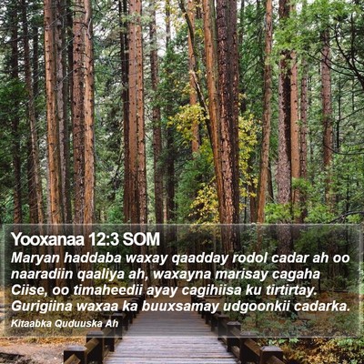 Yooxanaa 12:3 SOM Bible Verse Image
