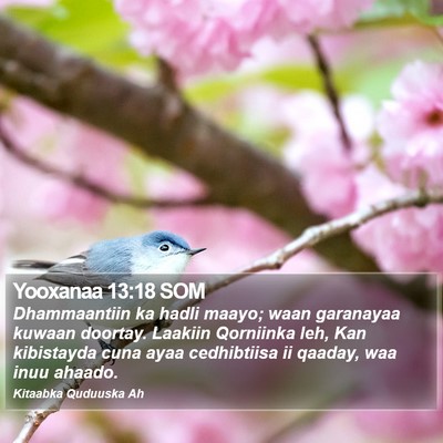 Yooxanaa 13:18 SOM Bible Verse Image