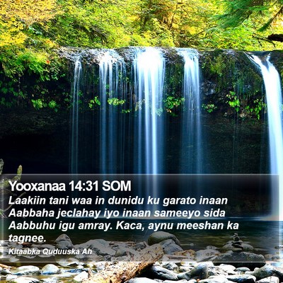 Yooxanaa 14:31 SOM Bible Verse Image