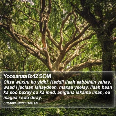 Yooxanaa 8:42 SOM Bible Verse Image