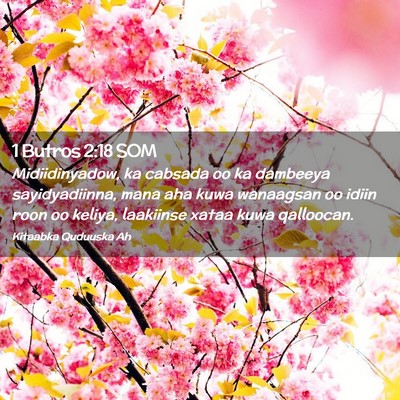 Picture 02 - 1 Butros 2:18 SOM - Midiidinyadow, ka cabsada oo ka dambeeya - Bible Verse Picture