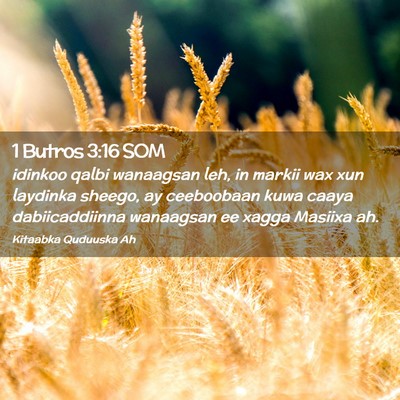 Picture 02 - 1 Butros 3:16 SOM - idinkoo qalbi wanaagsan leh, in markii wax xun - Bible Verse Picture