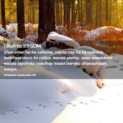 Picture 02 - 1 Butros 3:9 SOM - Shar shar ha ka celinina, cayna cay ha ka - Bible Verse Picture