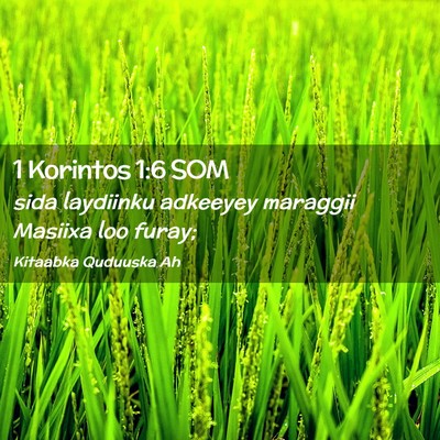 Picture 02 - 1 Korintos 1:6 SOM - sida laydiinku adkeeyey maraggii Masiixa loo - Bible Verse Picture