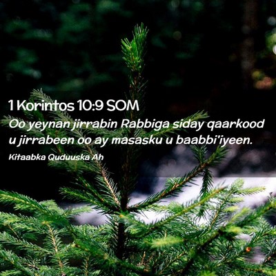 Picture 02 - 1 Korintos 10:9 SOM - Oo yeynan jirrabin Rabbiga siday qaarkood u - Bible Verse Picture