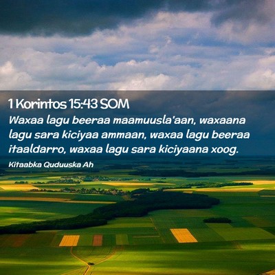 Picture 02 - 1 Korintos 15:43 SOM - Waxaa lagu beeraa maamuusla'aan, waxaana lagu - Bible Verse Picture