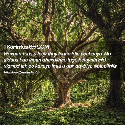 Picture 02 - 1 Korintos 6:5 SOM - Waxaan taas u leeyahay inaan idin ceebeeyo. Ma - Bible Verse Picture