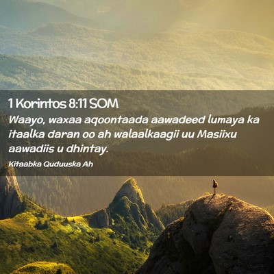 Picture 02 - 1 Korintos 8:11 SOM - Waayo, waxaa aqoontaada aawadeed lumaya ka - Bible Verse Picture