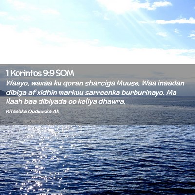 Picture 02 - 1 Korintos 9:9 SOM - Waayo, waxaa ku qoran sharciga Muuse, Waa inaadan - Bible Verse Picture