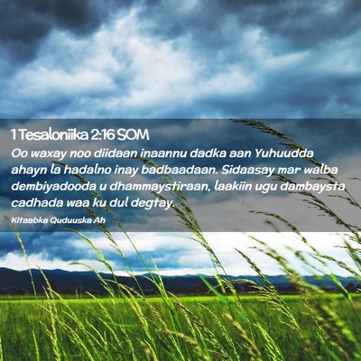 Picture 02 - 1 Tesaloniika 2:16 SOM - Oo waxay noo diidaan inaannu dadka aan Yuhuudda - Bible Verse Picture