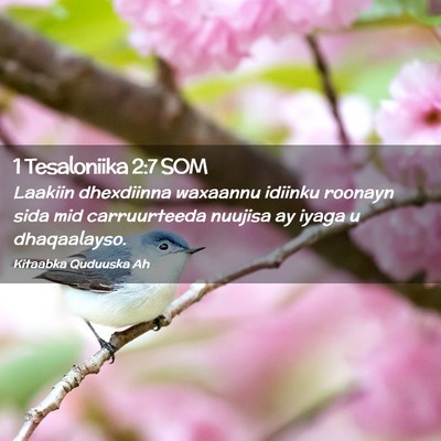 Picture 02 - 1 Tesaloniika 2:7 SOM - Laakiin dhexdiinna waxaannu idiinku roonayn sida - Bible Verse Picture