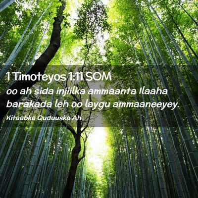 Picture 02 - 1 Timoteyos 1:11 SOM - oo ah sida injiilka ammaanta Ilaaha barakada leh - Bible Verse Picture
