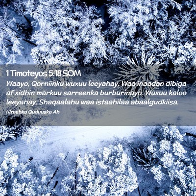 Picture 02 - 1 Timoteyos 5:18 SOM - Waayo, Qorniinku wuxuu leeyahay, Waa inaadan - Bible Verse Picture