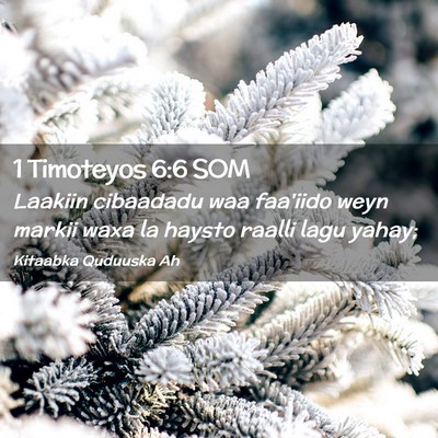 Picture 02 - 1 Timoteyos 6:6 SOM - Laakiin cibaadadu waa faa'iido weyn markii waxa - Bible Verse Picture
