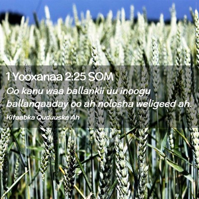 Picture 02 - 1 Yooxanaa 2:25 SOM - Oo kanu waa ballankii uu inoogu ballanqaaday oo - Bible Verse Picture
