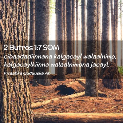 Picture 02 - 2 Butros 1:7 SOM - cibaadadiinnana kalgacayl walaalnimo, - Bible Verse Picture