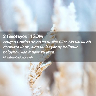 Picture 02 - 2 Timoteyos 1:1 SOM - Anigoo Bawlos ah oo rasuulkii Ciise Masiix ku ah - Bible Verse Picture