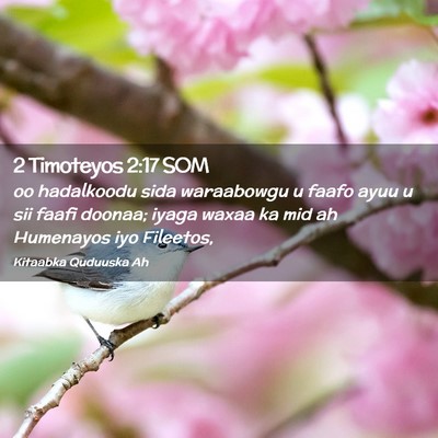 Picture 02 - 2 Timoteyos 2:17 SOM - oo hadalkoodu sida waraabowgu u faafo ayuu u sii - Bible Verse Picture