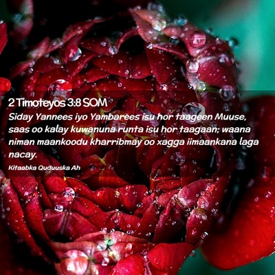 Picture 02 - 2 Timoteyos 3:8 SOM - Siday Yannees iyo Yambarees isu hor taageen - Bible Verse Picture