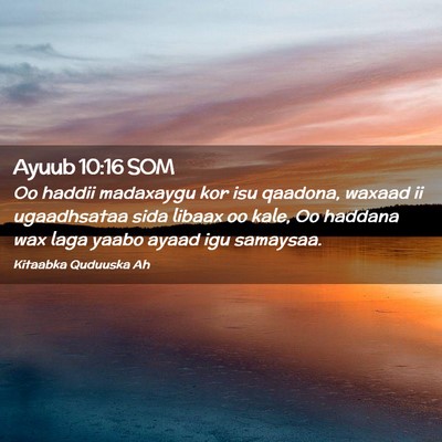 Picture 02 - Ayuub 10:16 SOM - Oo haddii madaxaygu kor isu qaadona, waxaad ii - Bible Verse Picture