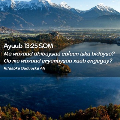 Picture 02 - Ayuub 13:25 SOM - Ma waxaad dhibaysaa caleen iska bidaysa? Oo ma - Bible Verse Picture