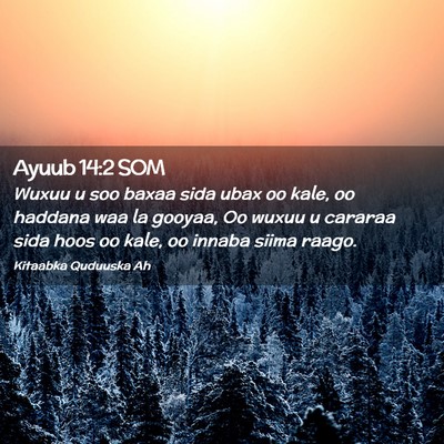 Picture 02 - Ayuub 14:2 SOM - Wuxuu u soo baxaa sida ubax oo kale, oo haddana - Bible Verse Picture
