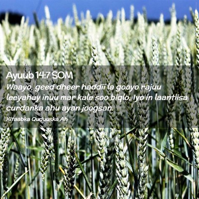 Picture 02 - Ayuub 14:7 SOM - Waayo, geed dheer haddii la gooyo rajuu leeyahay - Bible Verse Picture