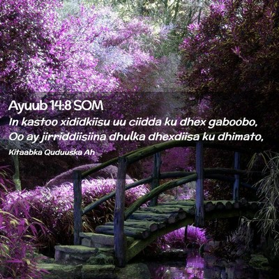 Picture 02 - Ayuub 14:8 SOM - In kastoo xididkiisu uu ciidda ku dhex gaboobo, - Bible Verse Picture