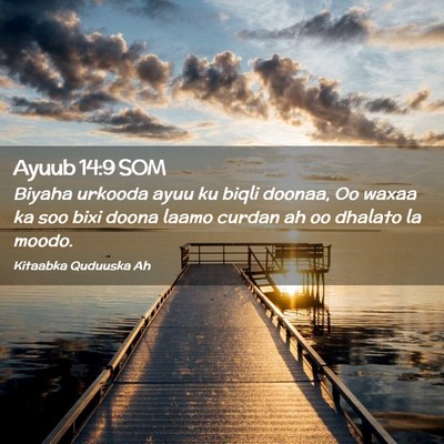 Picture 02 - Ayuub 14:9 SOM - Biyaha urkooda ayuu ku biqli doonaa, Oo waxaa ka - Bible Verse Picture