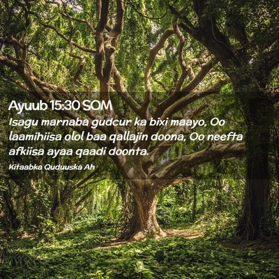 Picture 02 - Ayuub 15:30 SOM - Isagu marnaba gudcur ka bixi maayo, Oo laamihiisa - Bible Verse Picture